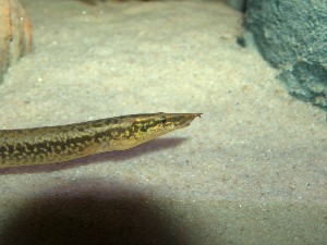 Aethiomastacembelus shiranus