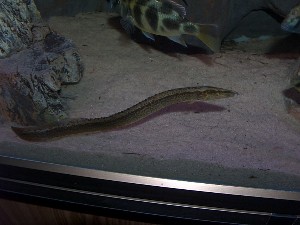 Aethiomastacembelus shiranus