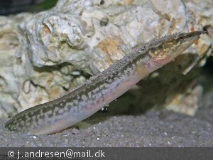 Aethiomastacembelus shiranus VF