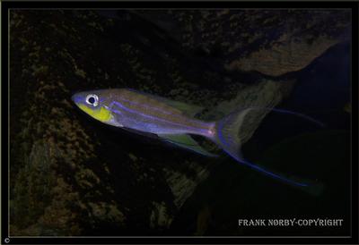 Benthochromis tricoti