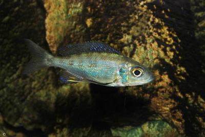 Cyathopharynx foai karilani