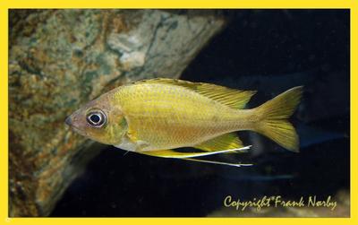 Ophthalmotilapia nasuta "kipilli gold"