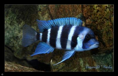 Cyphotilapia gibberosa "Mpimbwe"
