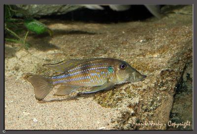 Gnathochromis permaxillaris