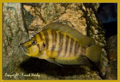 Altolamprologus compressiceps "yellow"