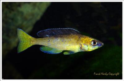 Cyprichromis sp.leptosoma Jumbo Kitumba