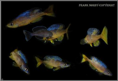 Cyprichromis sp. leptosoma Jumbo Kitumba