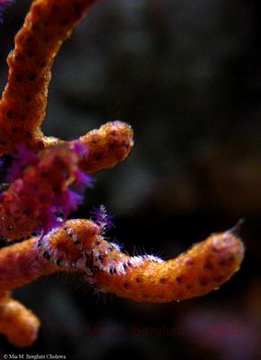 Amphiura sp.