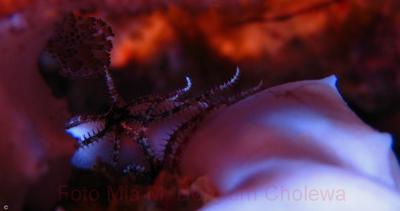 Amphiura sp.