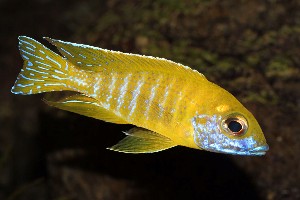 A. baenschi