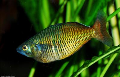 Melanotaenia boesemani