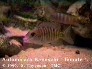 A. baenschi hun
