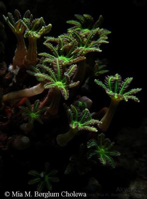 Clavularia