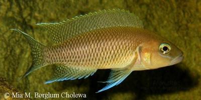 Neolamprologus marunguensis