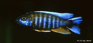Jacobfreibergi
