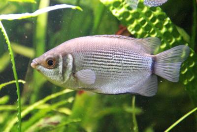 Naturvariant.
