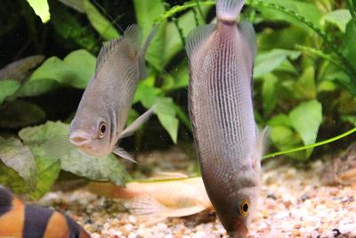 Naturvariant.