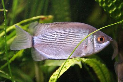 Naturvariant.