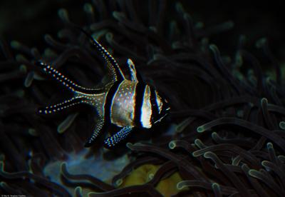 Pterapogon kauderni