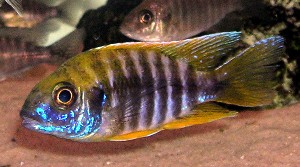 Hongi