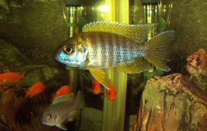 Aulonocara jacobfreibergi - Hongi variant
