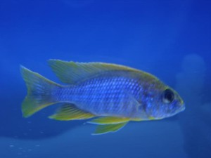 Jacobfreibergi Undu Reef