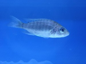 Jacobfreibergi Undu Reef *HUN*