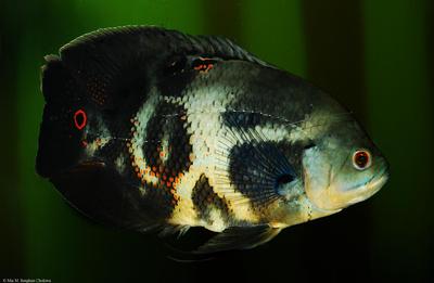Astronotus ocellatus