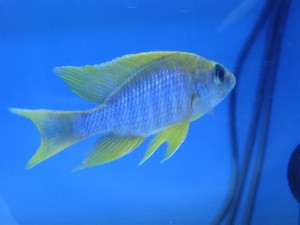 Jacobfreibergi Undu Reef