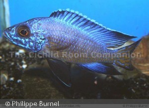 Aulonocara sp. "stuartgranti mbenji"