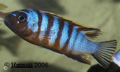 Pseudotropheus sp. "zebra long pelvic" - Mdoka