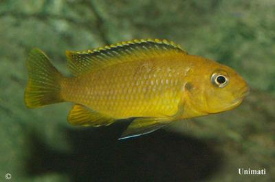 Tropheops gracillior - Otter Point