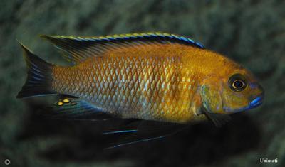 Tropheops gracillior - Otter Point