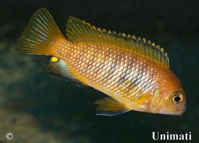 Tropheops sp. "chilumba" - Chilumba