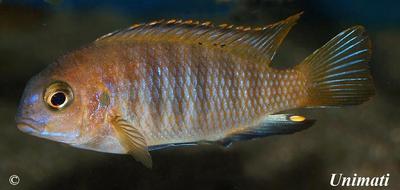 Tropheops sp. "chilumba" - Chilumba