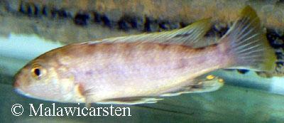 Genyochromis mento