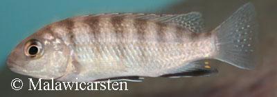 Gephyrochromis sp. "zebroides" Metangula Mozambique