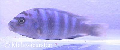 Labidochromis gigas Mara Rocks