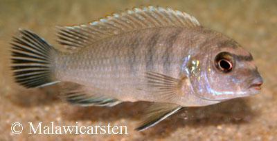 Labidochromis gigas Mara Mara Point Mozambique