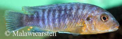 Labidochromis maculicauda Ruarwe