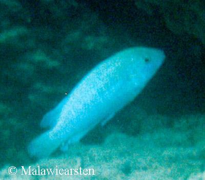 Labidochromis mylodon Mumbo Island