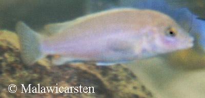 Labidochromis pallidus Nakantenga Island