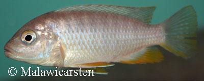 Maylandia flavifemina Chidunga Rocks