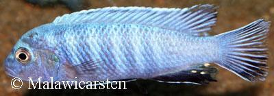 Maylandia heteropicta Chizumulu Island