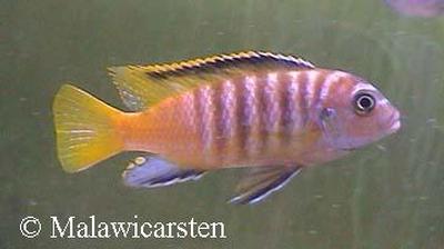 Maylandia sp."Black Dorsal Nkolongwe" Nkolongwe