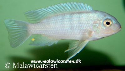 Maylandia sp. "Blue Reef" Minos Reef