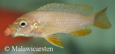 Maylandia sp."Membe Deep" Likoma Island