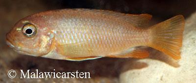 Maylandia sp."Membe Deep" Likoma Island