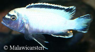 Maylandia sp."Membe Deep" Likoma Island