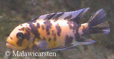 Maylandia xanstomachus Masinje MC han